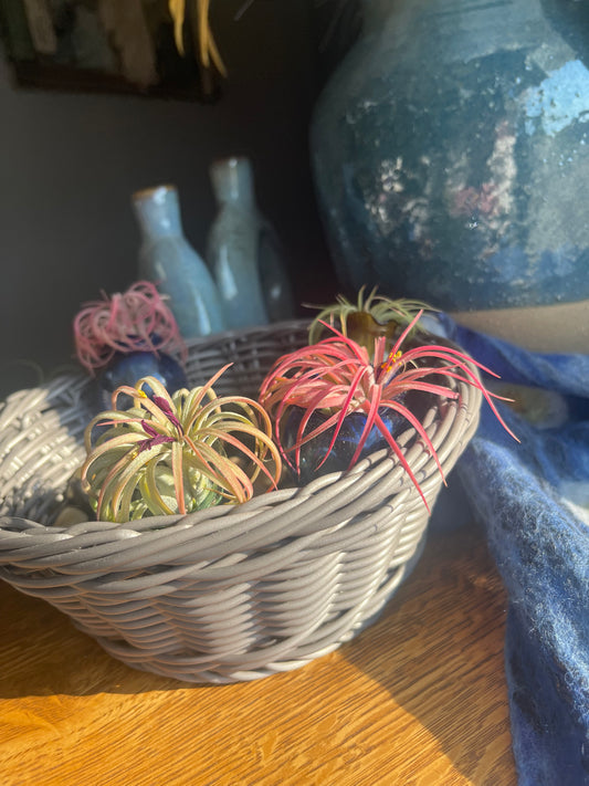 Glass Vessels with Air Plants